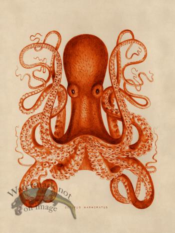 Octopus Orange 01